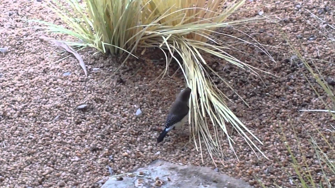 Owl finch nesting material