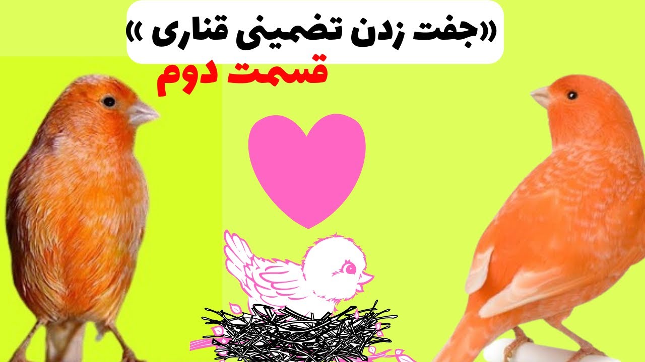 «صفر تا صد جفت‌زنی قناری به زبان ساده»