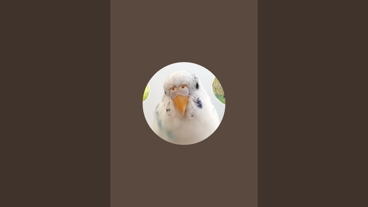 Birds lovers 🦜 is live