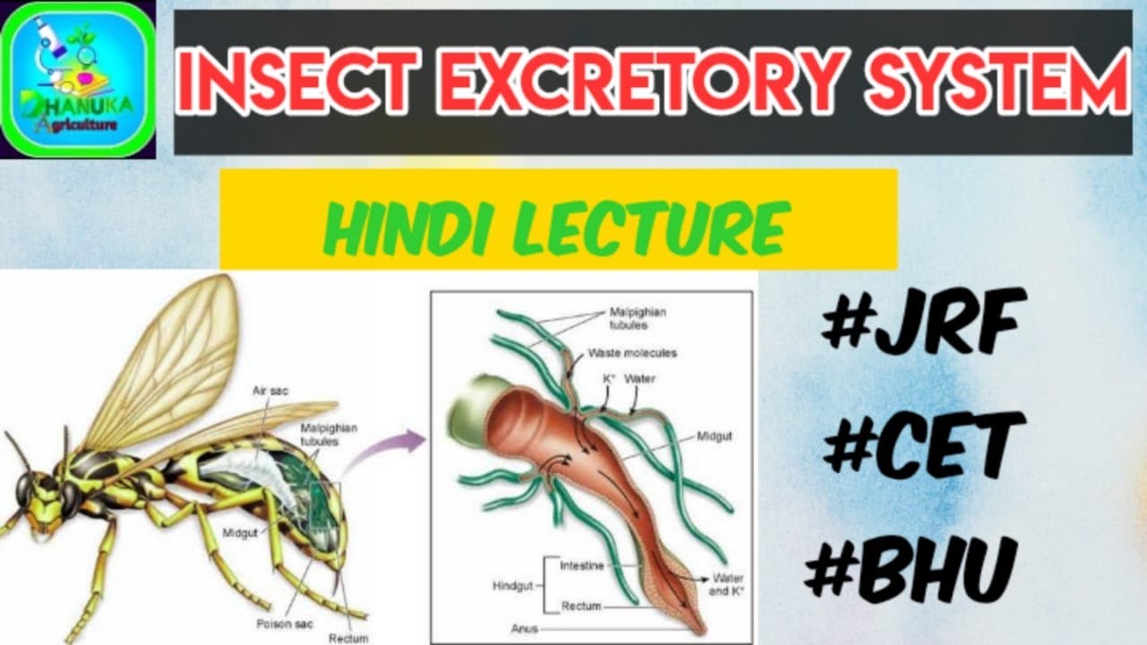 Insect Excretory System | Malpighian tubules |  Insect Anatomy | Entomology | #Jrf #Cet #Bhu