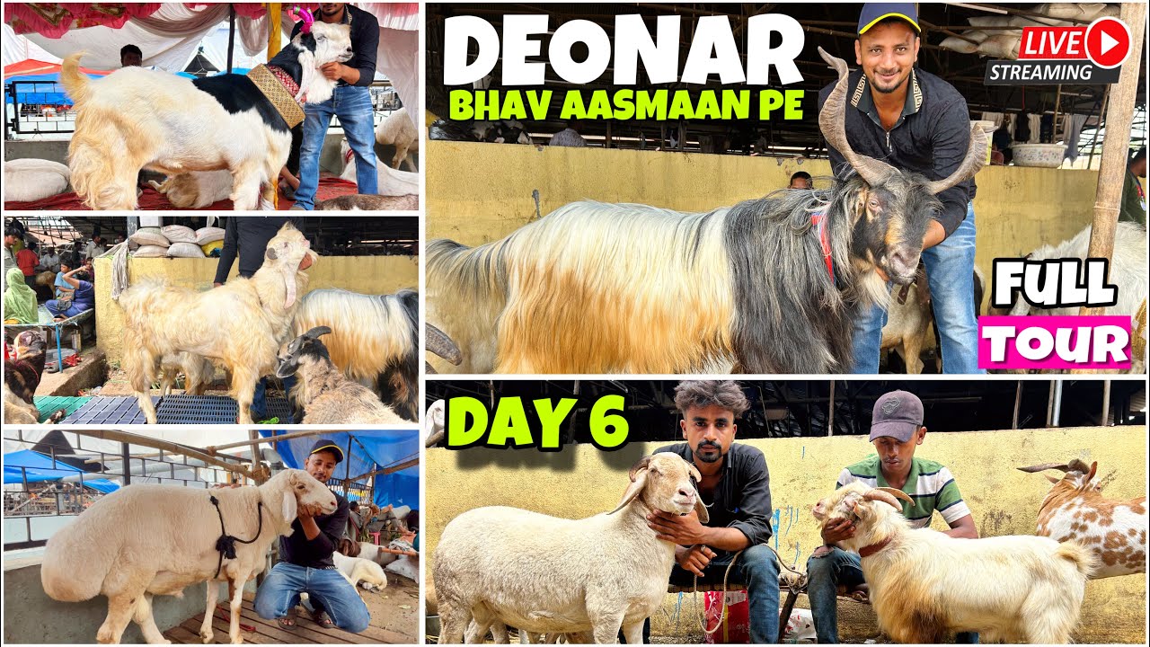 DEONAR BAKRA MANDI DAY 6 FULL TOUR , MANDI HUYI GARAM , TOTAL BAKRO KA TALLY 1 LAC PLUS