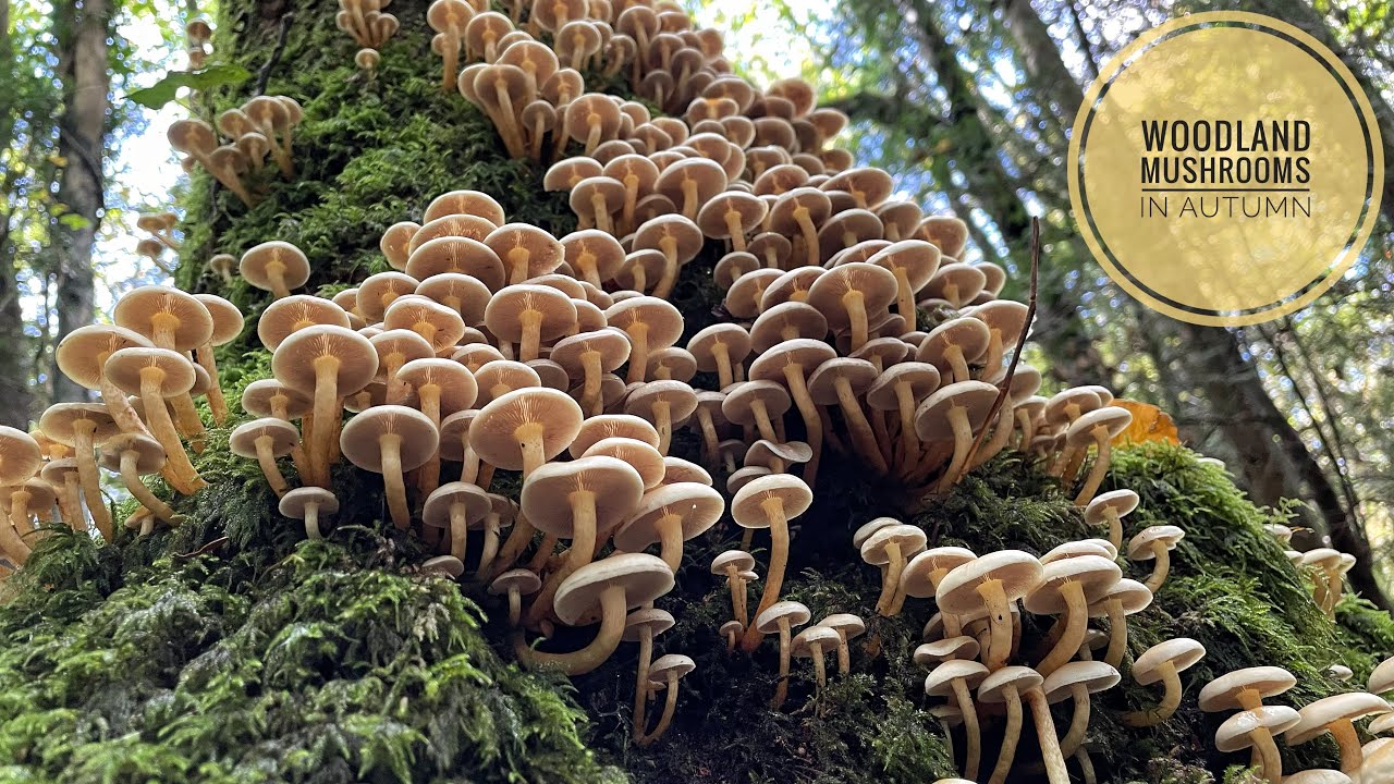 Woodland Mushrooms in Autumn