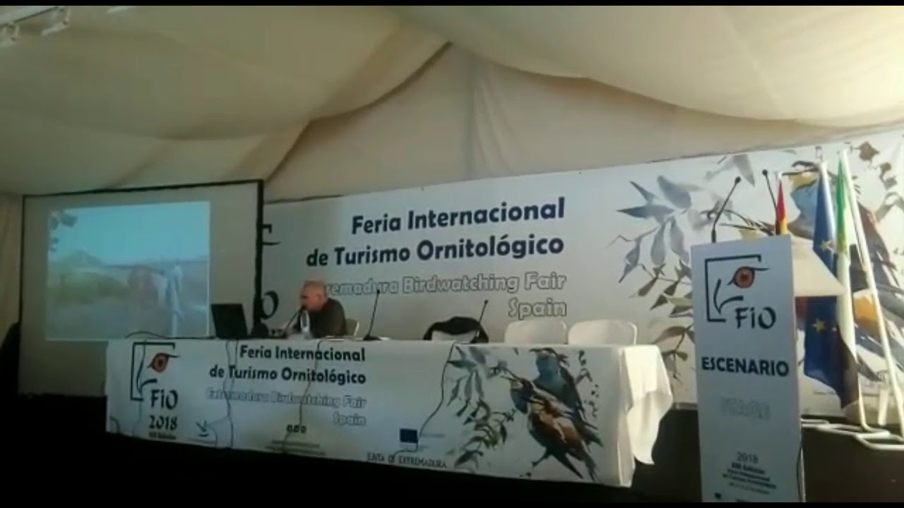 Los vencejos de Alange