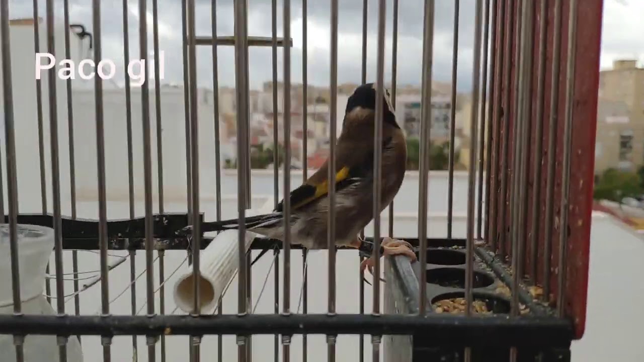 Ya es hora de empezar a sacar los pajaros, y cojan ritmo.