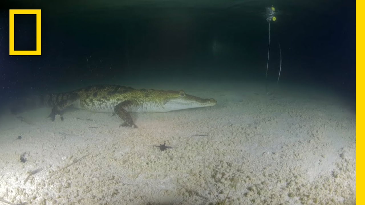 Watch Scientists Catch Crocodiles—in the Dark | National Geographic