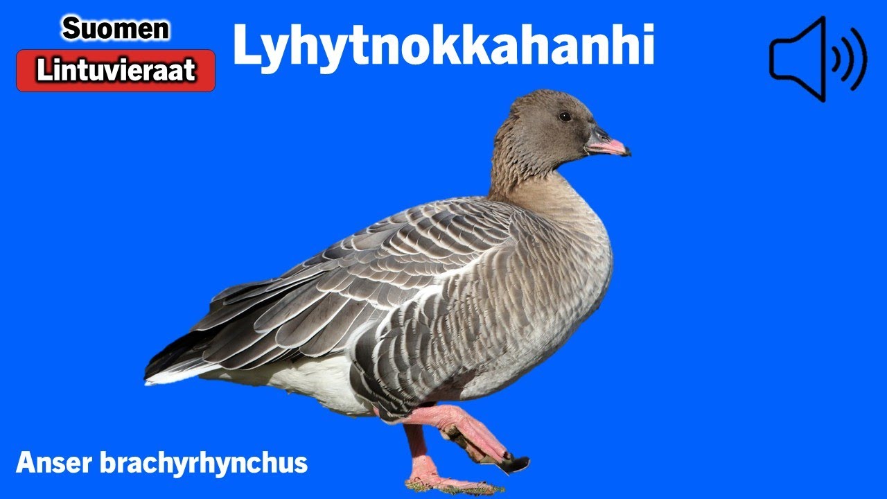 Lyhytnokkahanhi - Anser brachyrhynchus - Pink-footed Goose - spetsbergsgås - ANSBRA