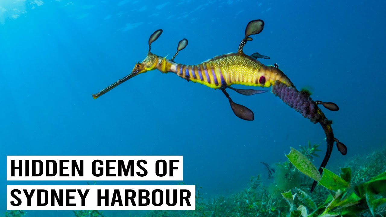The Secrets of Sydney Harbour: From Majestic Birds To Stunning Marine Life