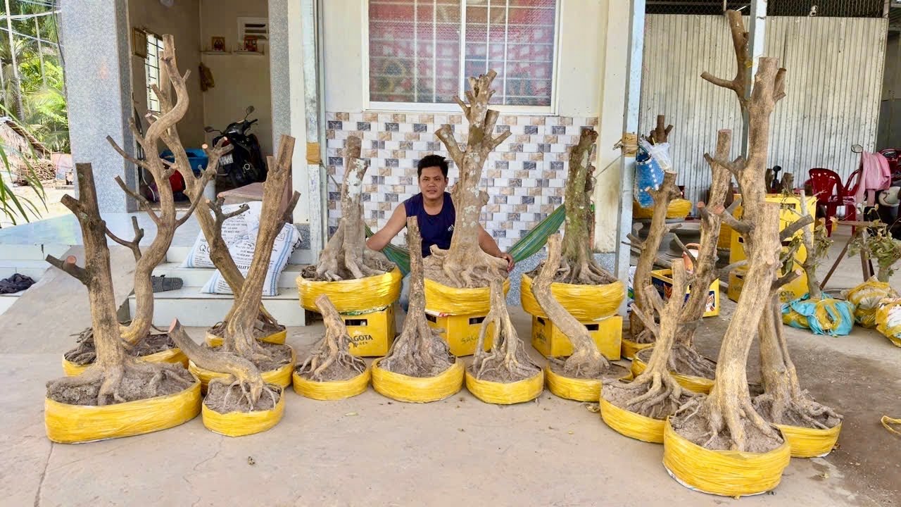 PHÔI MAI VÀNG ngày 16/O3/2O26 (#O377886760 CÓ)- PHÔI MAI VÀNG -  @bonsai Can Tho