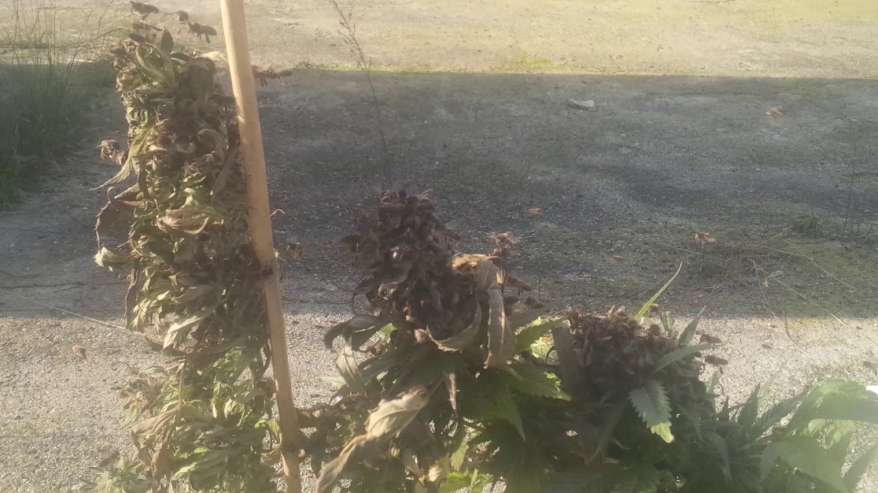 15 day after bees start to forage cannabis #weed #cannahoney #rawcannahoney