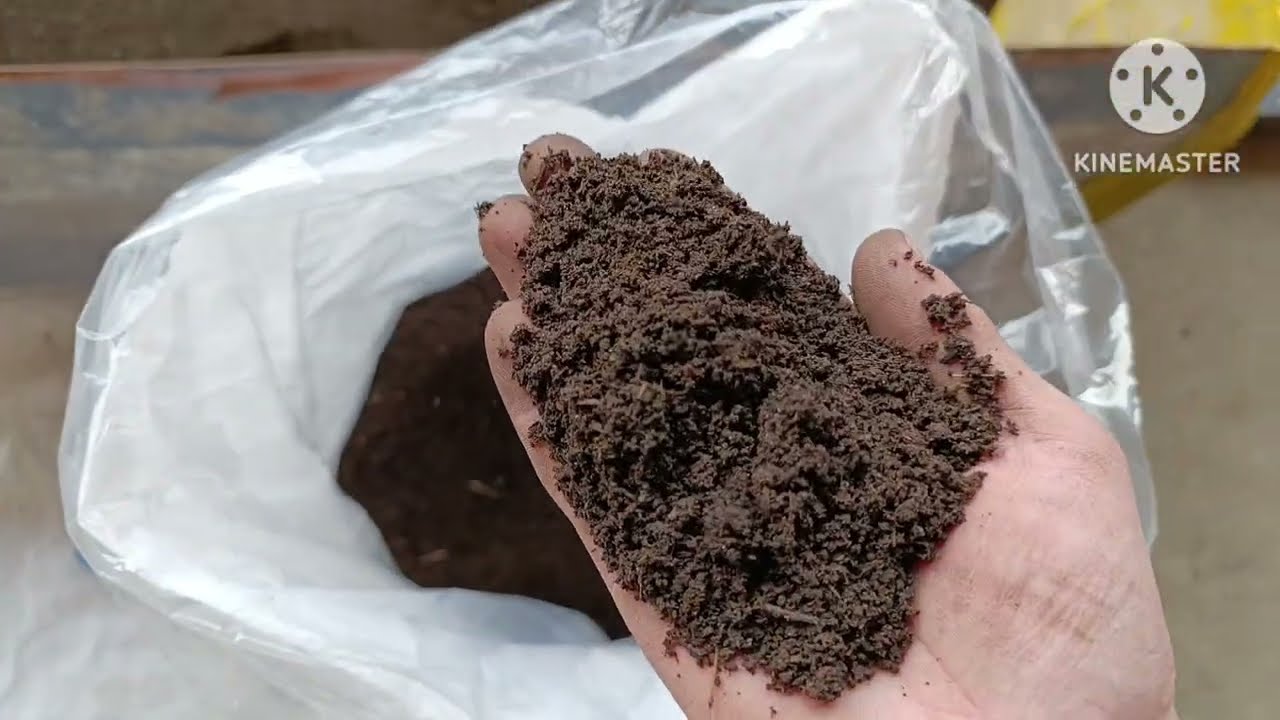 BIOGUMUS SOTUVI DAVOM ETMOQDA  +99833 705 55 75 