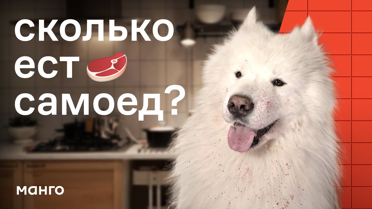 Натуралка для собак — сколько мяса нужно в день