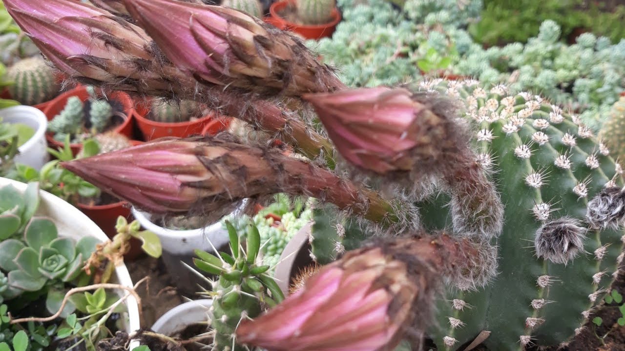 صبار عمة القاضي( القنفذ )كل ما تريد أن تعرف عنه(العناية به ومشاهدة كيفية إكثاره) Echinopsis oxygona🥰