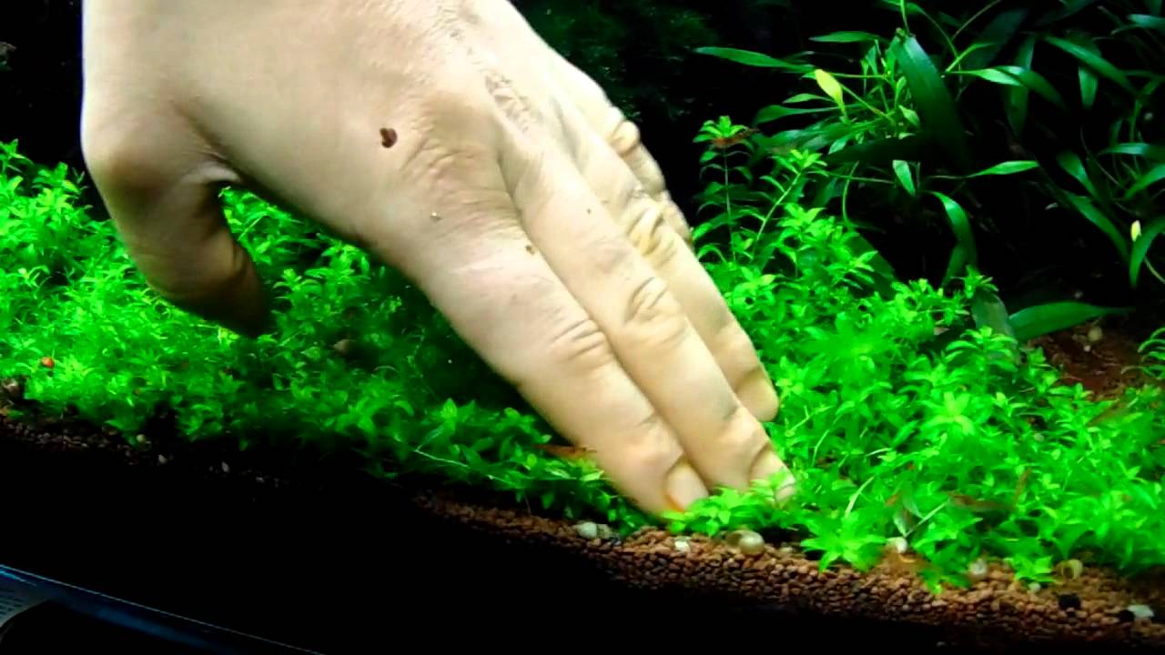 HM (Hemianthus micranthemoides)  ültetés. 2 rész.