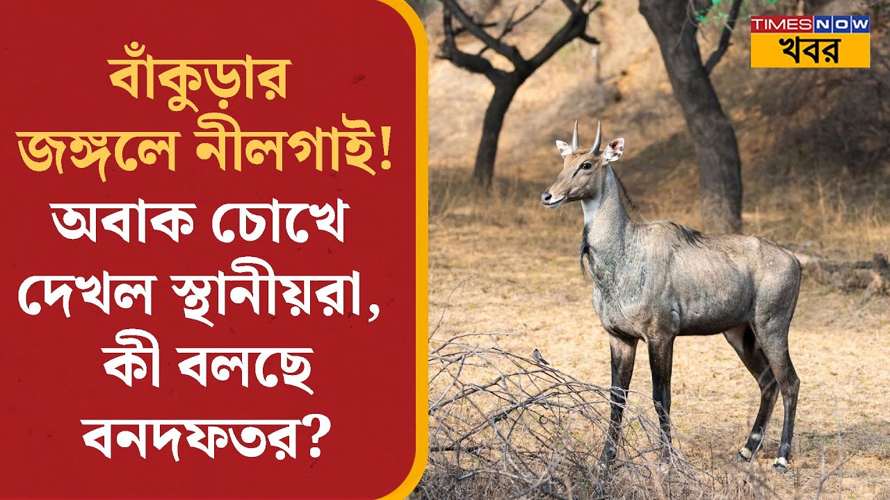 Bankura News | বাঁকুড়ার জঙ্গলে Nilgai! অবাক চোখে দেখল স্থানীয়রা, কী বলছে বনদফতর? | Bangla News