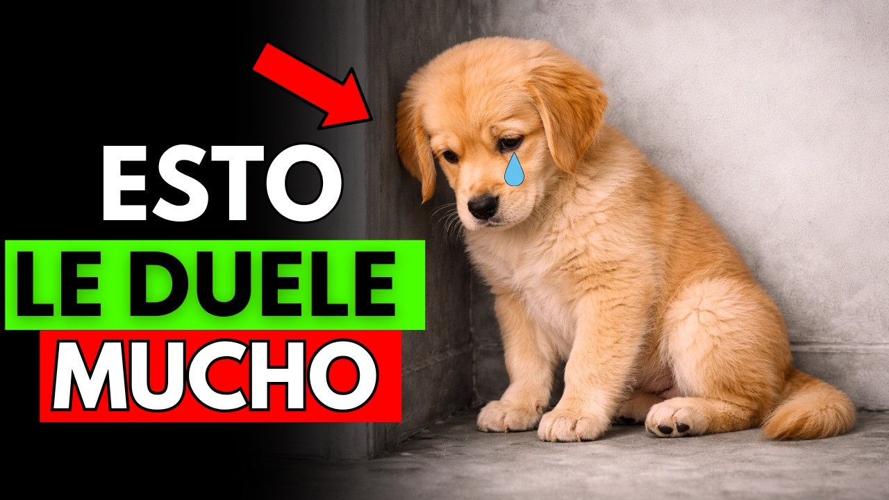 Estas 10 cosas comunes están afectando a tu perro emocionalmente sin que te des cuenta