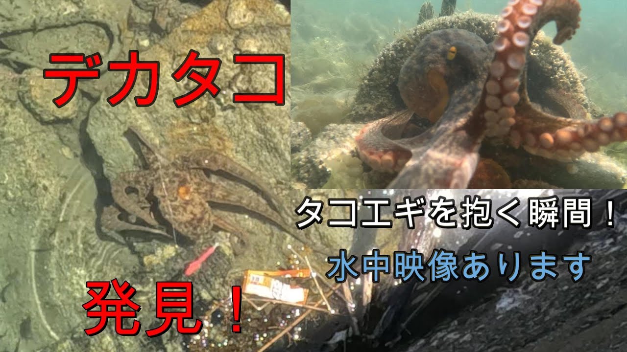 サイトオクトパッシング(水中映像＆デカタコ)タコ釣り