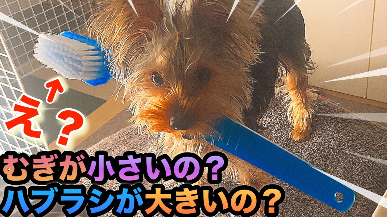 むぎ、なんでも持ってきちゃうシリーズ【ヨーキー/犬動画】