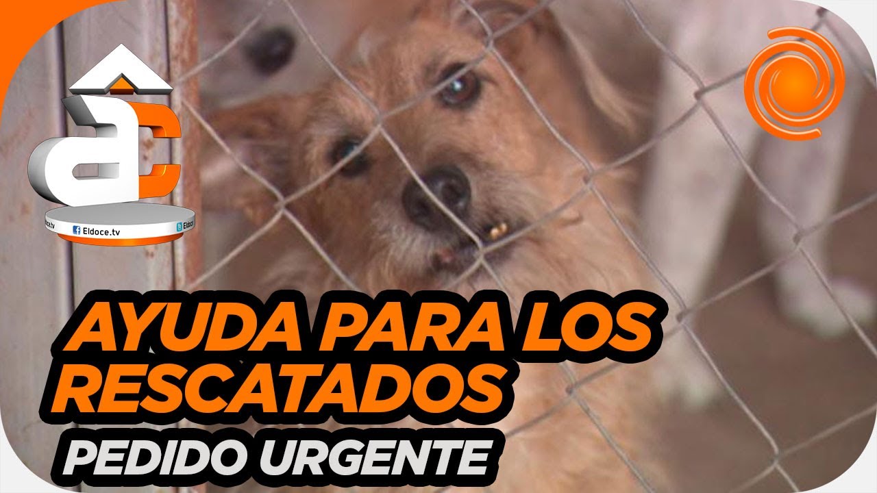 Tiene un refugio de animales con m&aacute;s de 100 perros rescatados, pide ayuda y una adopci&oacute;n responsable