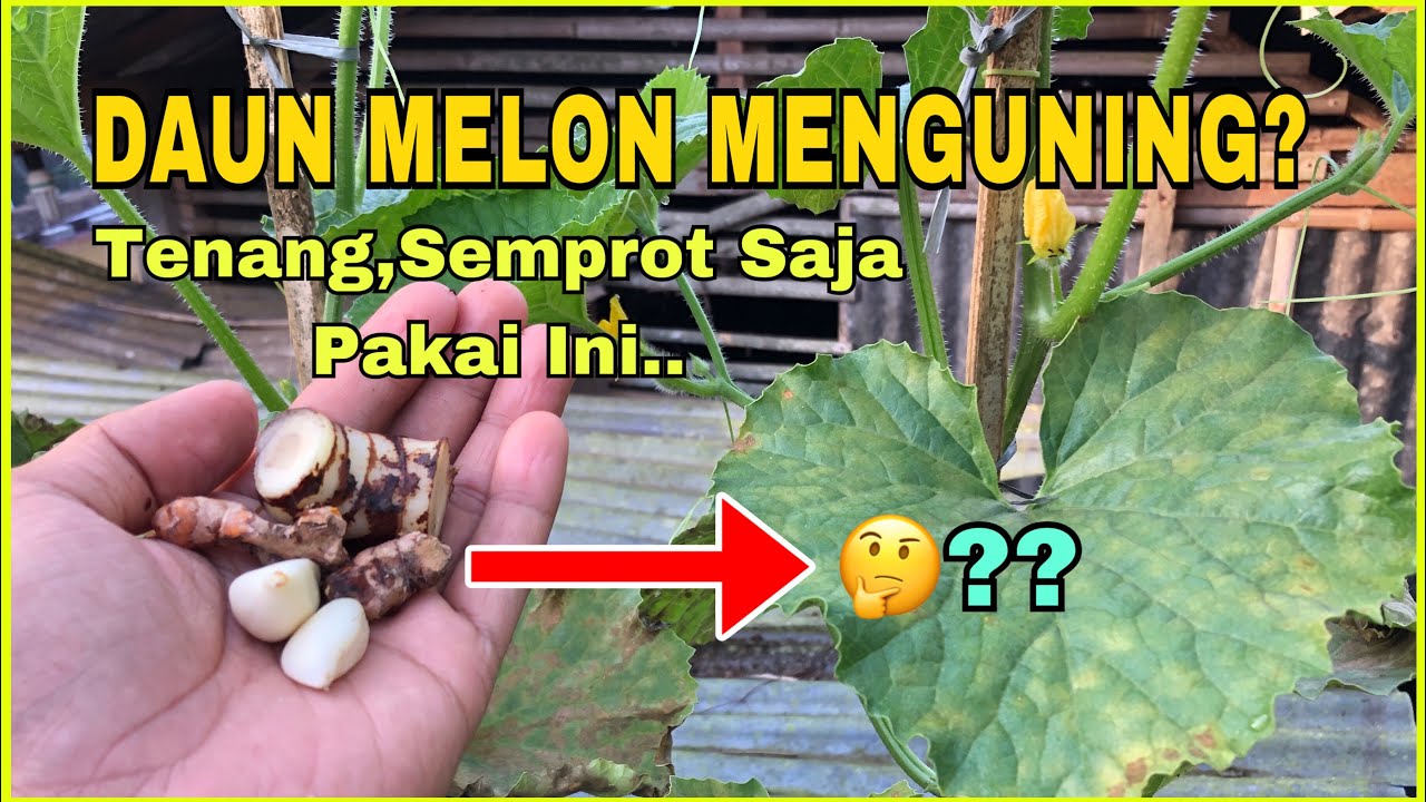 Cara Mengatasi Daun Melon Menguning | Fungisida Organik Dari Bumbu Dapur