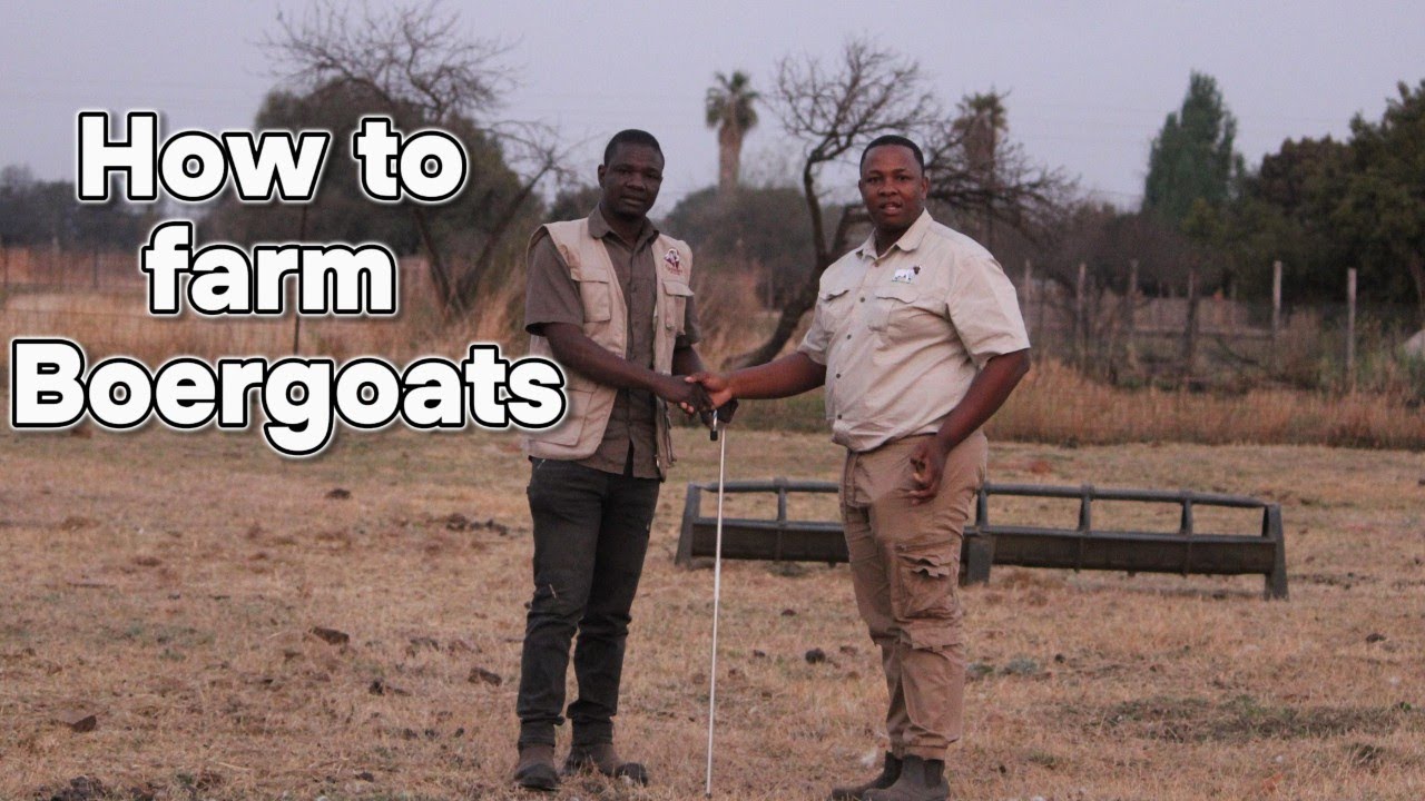 How to start Boergoat Farming| Gatsheni Boergoat Stud