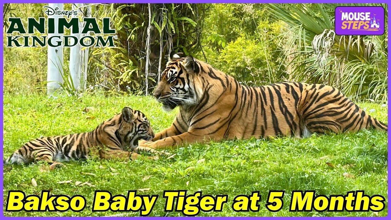 Baby Tiger Bakso at Disney's Animal Kingdom From February 18, 2025 (5 Months Old) Walt Disney World