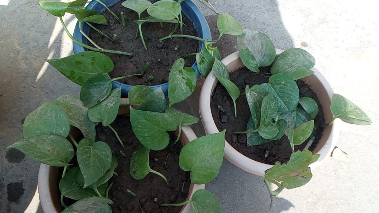 How to grow money plant 