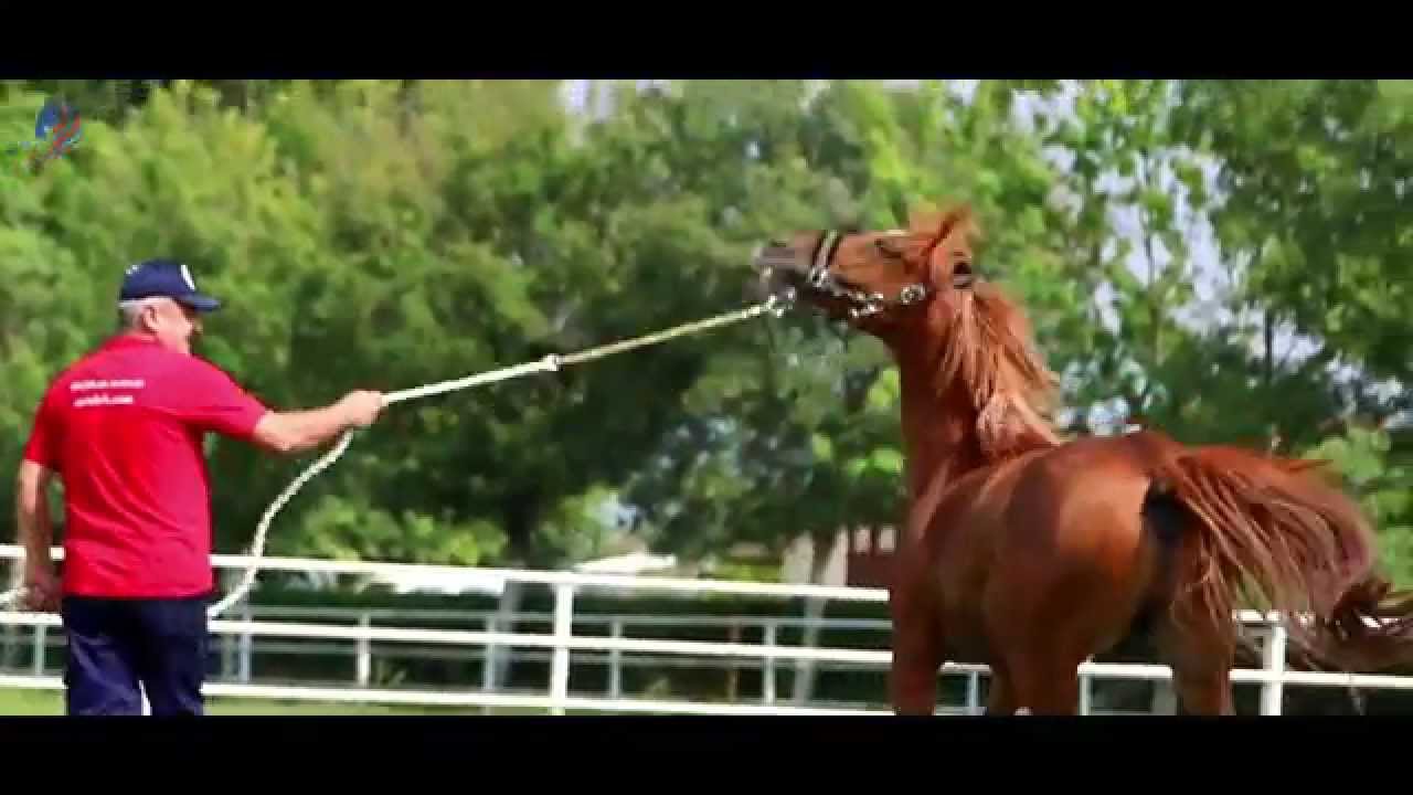 ÖZÇOLAK  HARASI TANITIM FiLMi