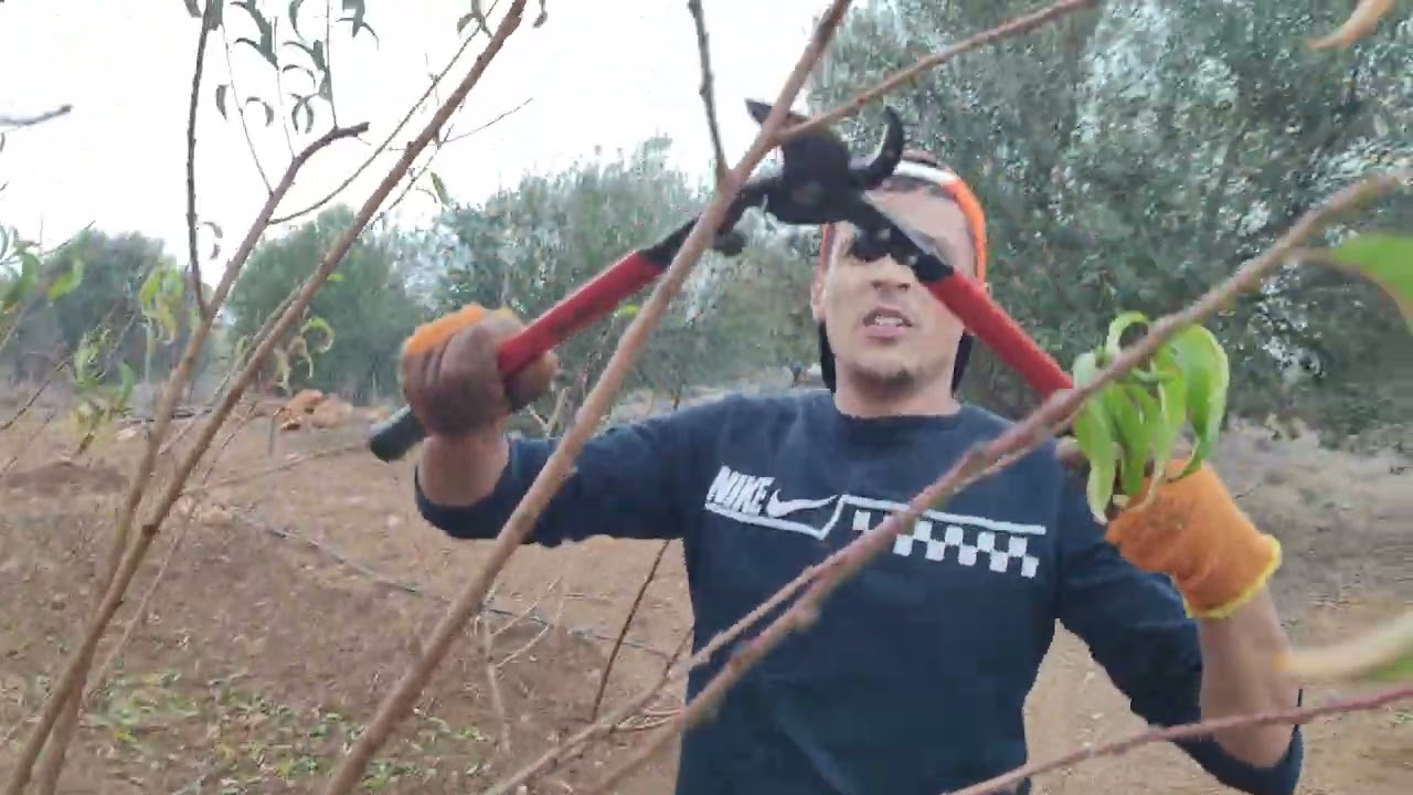 تقليم اشجار الخوخ و نيكتاربن 🌳🌿🍑