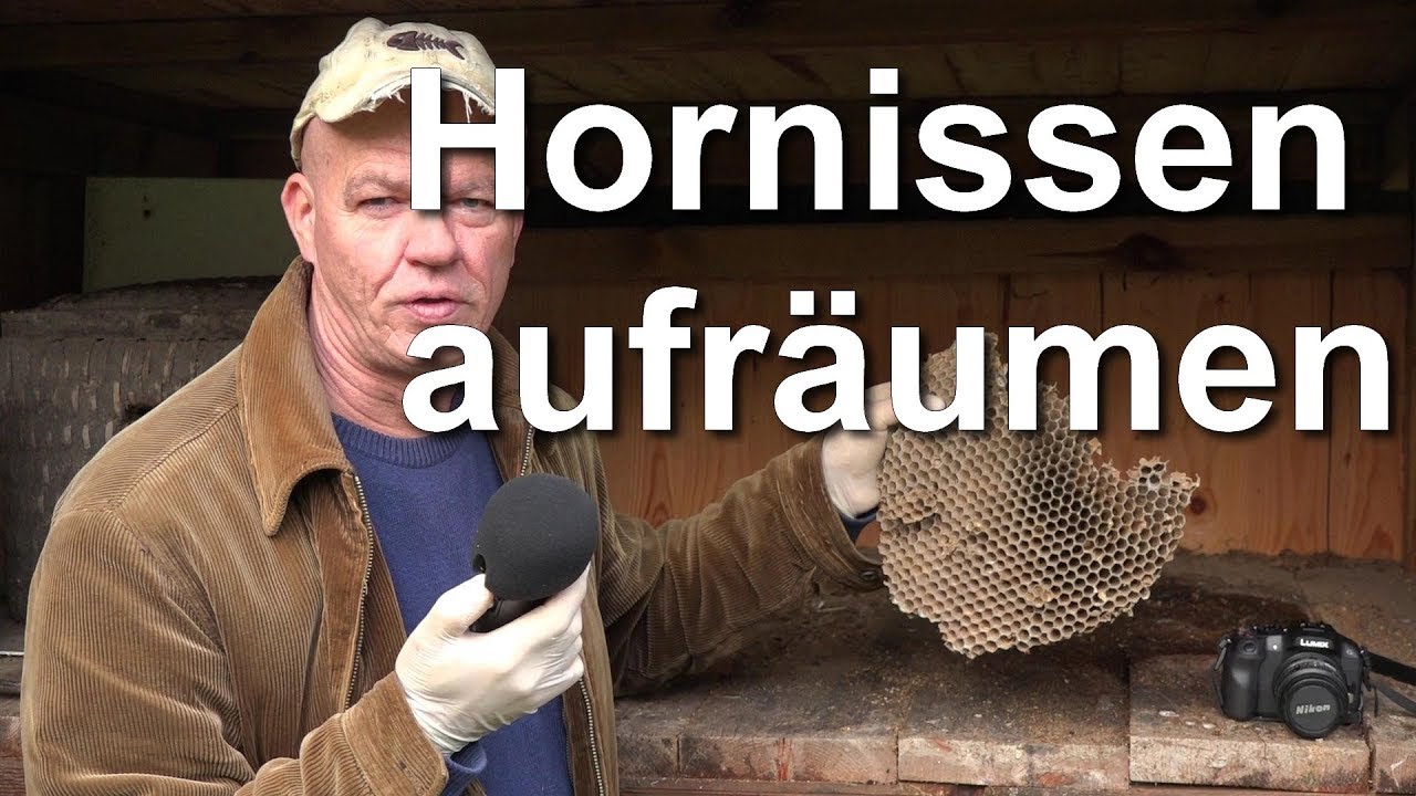 Hornissennest im Bienenkorb ausr&auml;umen