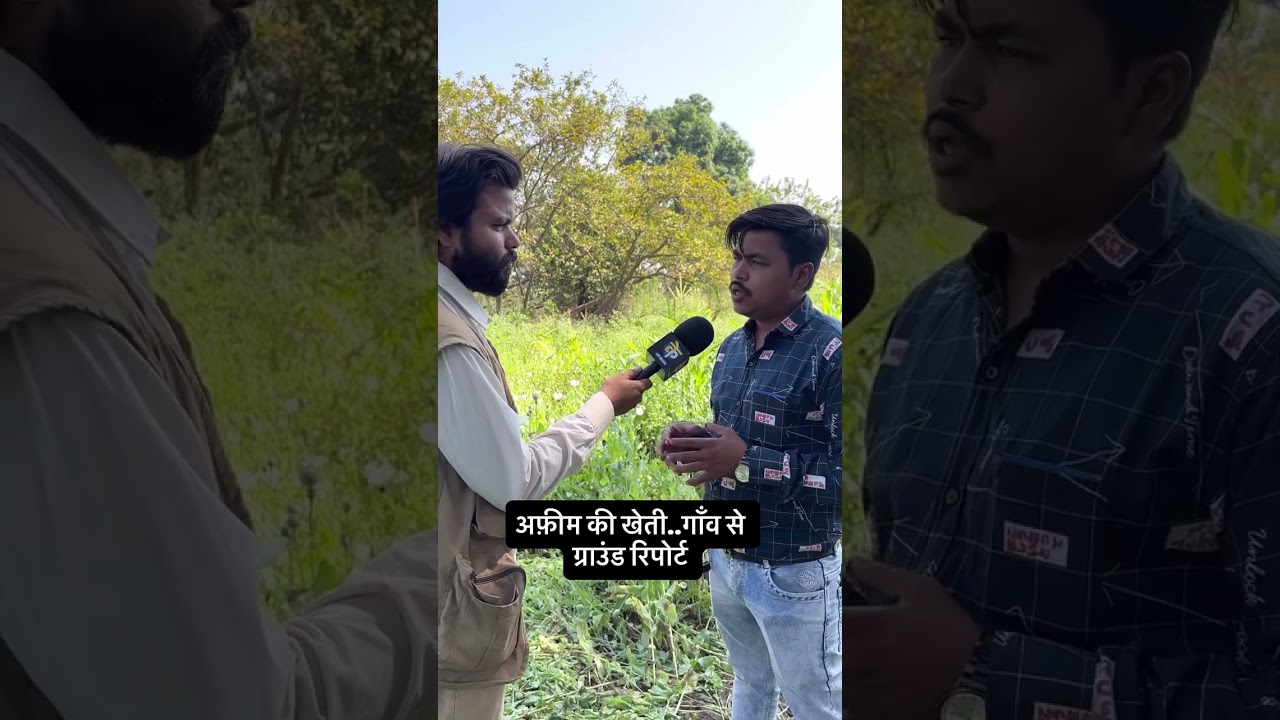 Durg जिला Samoda अफ़ीM की खेती.. Police तैनात