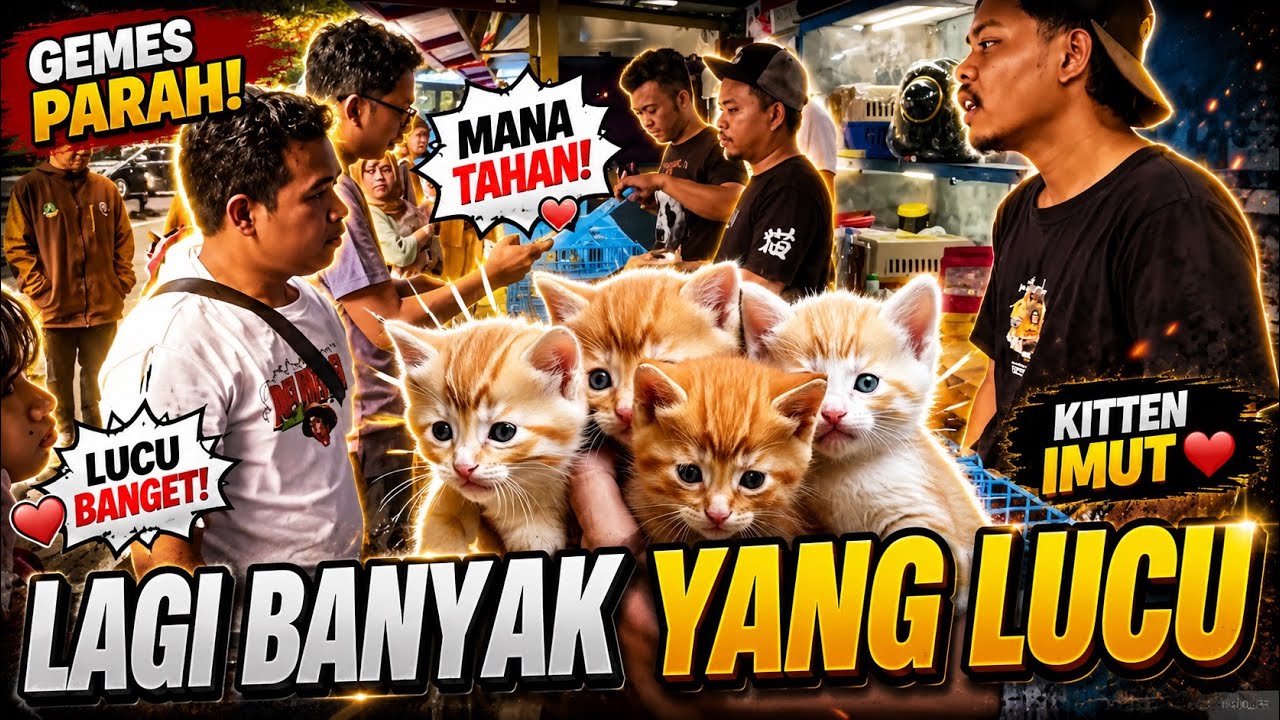 Update harga kucing di jln otten rajiman bandung 2025
