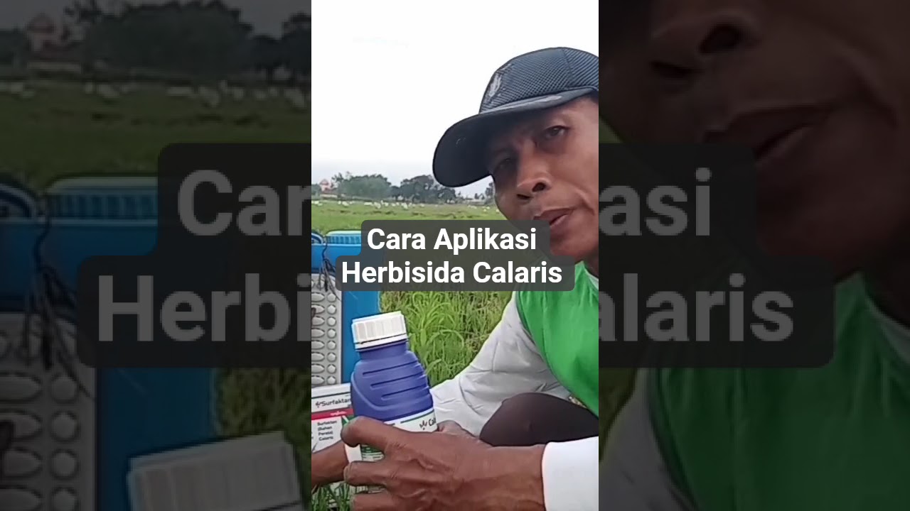 Cara Aplikasi Herbisida Calaris pada saat Penyeprean.#mulyanto SPP - SPMA .# TANI MULYO.#vidioshort.