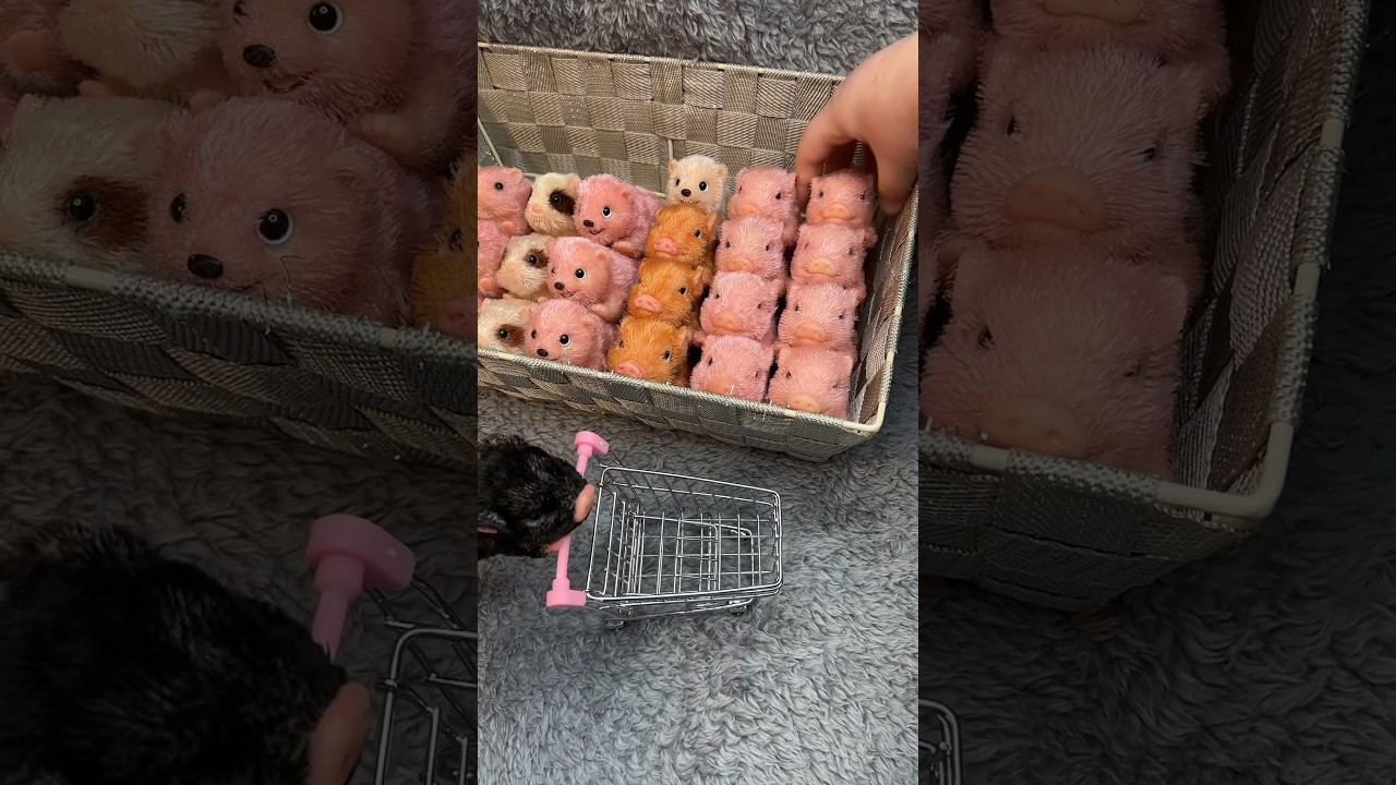 An old packing video but still gold✨ #piglet #babypig #micropig #silicone #animals