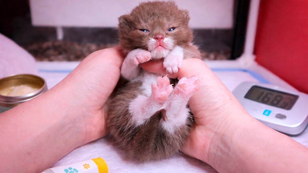 One Foster Kitten Isn’t Gaining Weight… I’m Worried