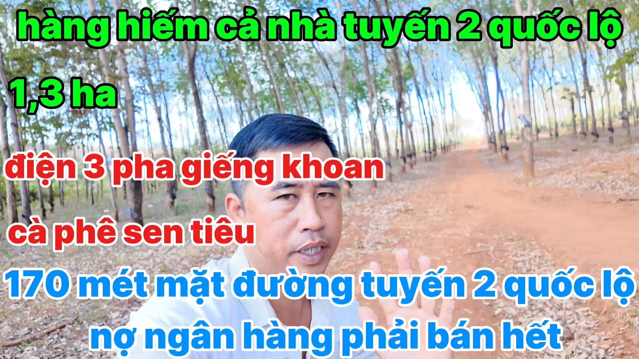 Hàng hiếm Vườn cà phê sen tiêu ôm 170 mét mặt đường quy hoạch tuyến 2 quốc lộ 19 khu dân cư đông đúc