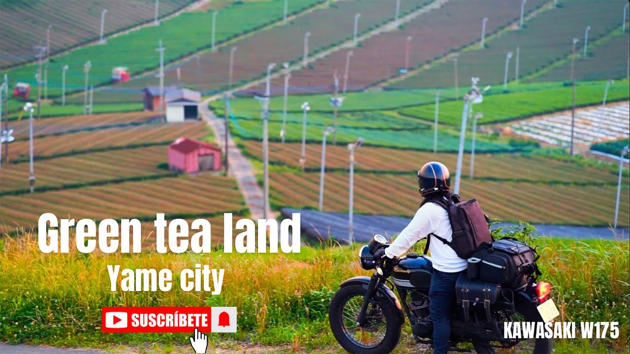 (KAWASAKI W175) (4K) panoramic 360-degree views of the green carpet of tea fields.
