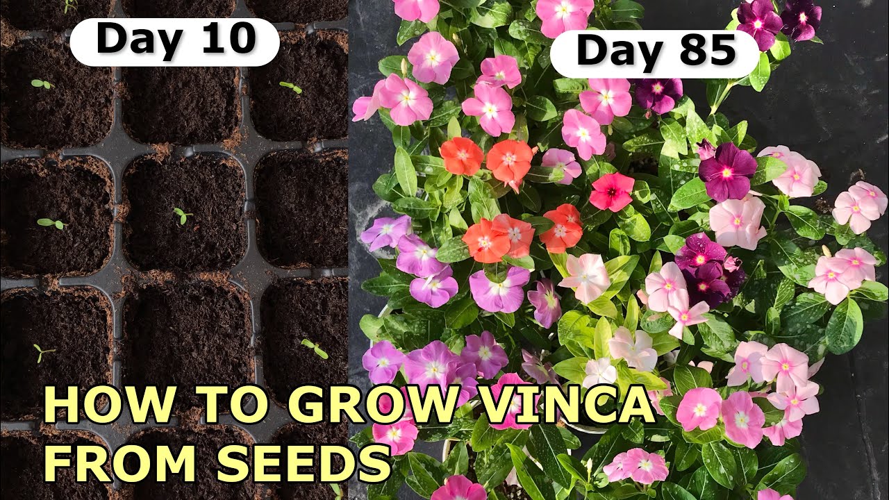 CARA SEMAI BENIH BUNGA VINCA | Little SQFT