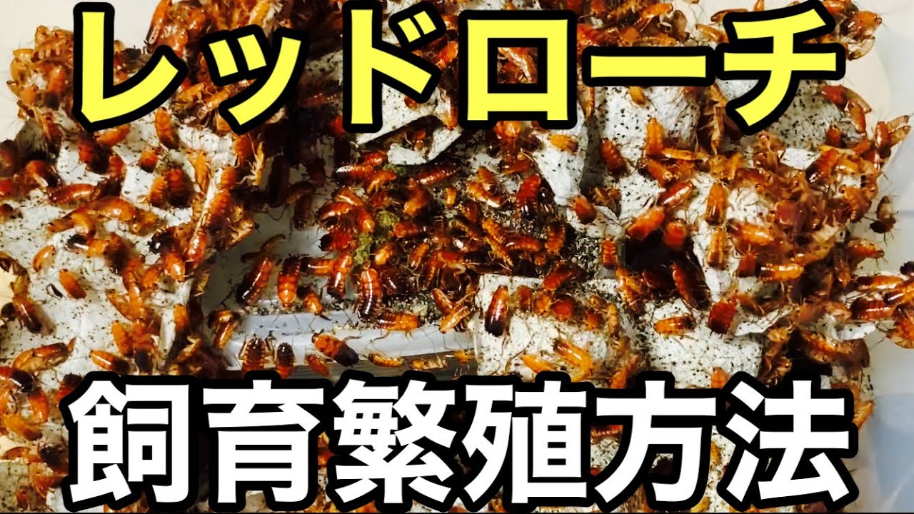 レッドローチ繁殖　飼育方法です【閲覧注意】爬虫類の餌　カナヘビ ニホントカゲ　レオパ　ヒキガエル