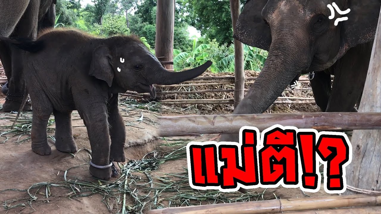 พลายวันขี้ดื้อ โดนแม่ตี!ตั้งแต่อายุ 2เดือน!!??