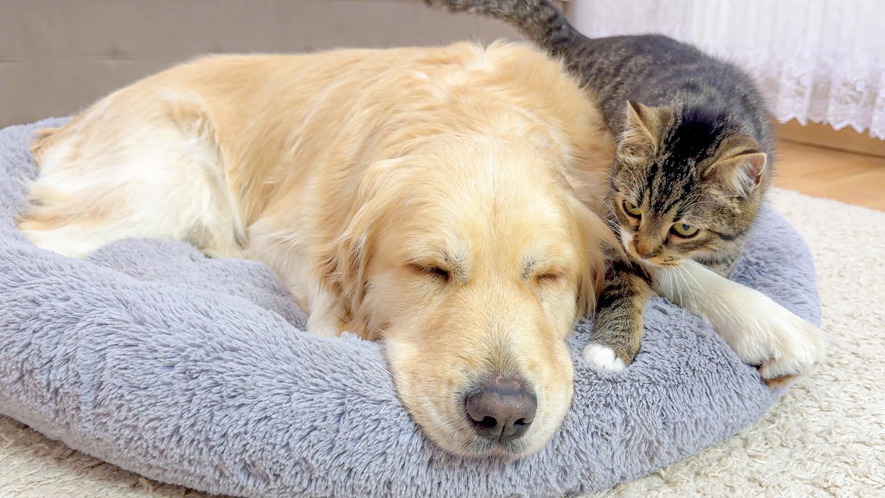 What Does An Annoying Kitten Do When A Golden Retriever Tries To Fall Asleep In His Favorite Bed?