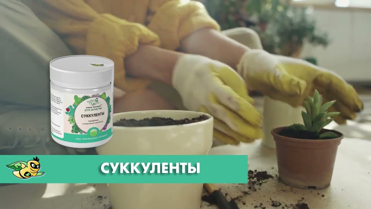 Биопрепарат для стимулирования роста и цветения суккулентов