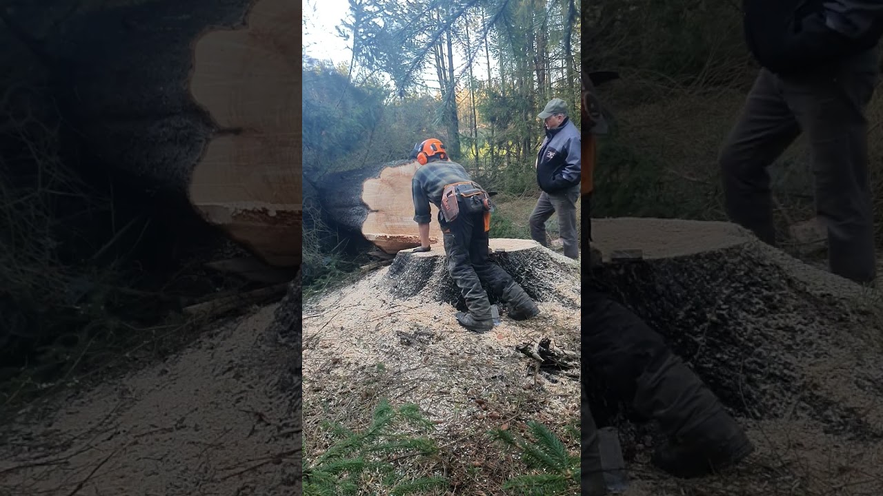 Euro logger tryes westcoast style