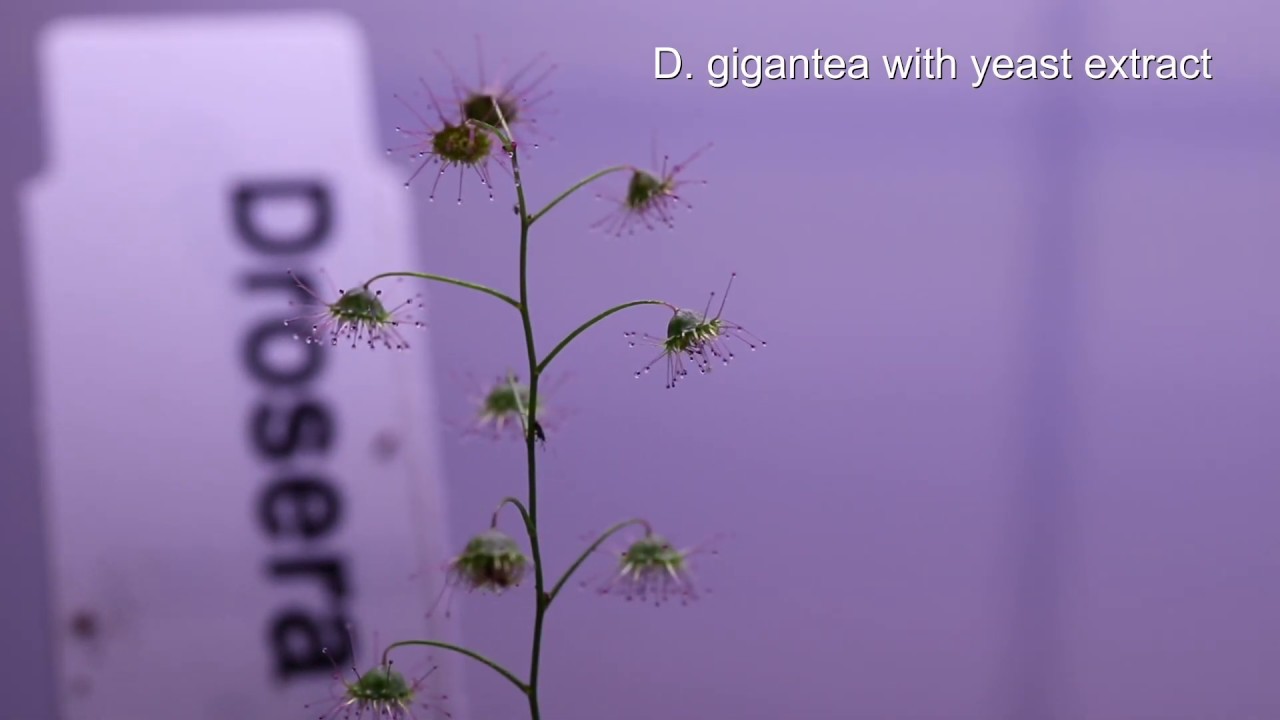 Drosera gigantea Reaktion auf Hefeextrakt/sundew reaction on yeast extract