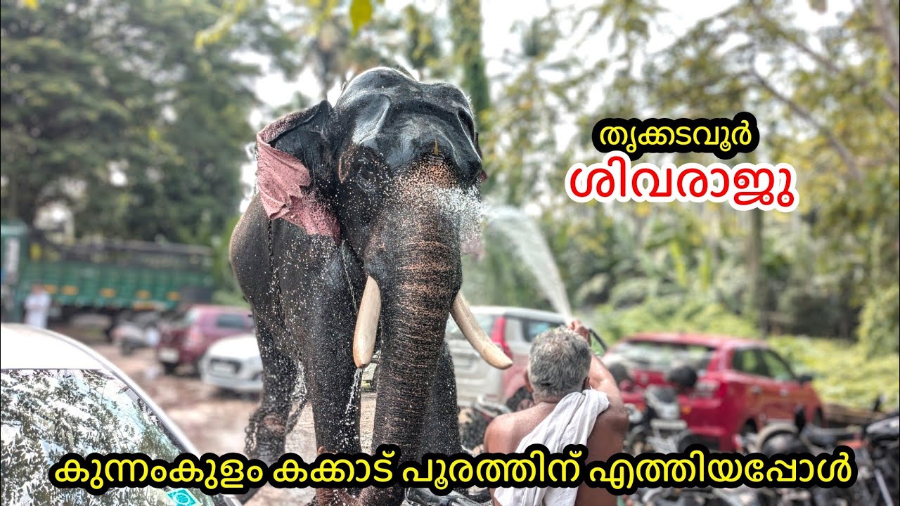 തൃക്കടവൂർ ശിവരാജു കുന്നംകുളത്ത് thrikkadavoor sivaraju #latest #video #elephant #asianelephant