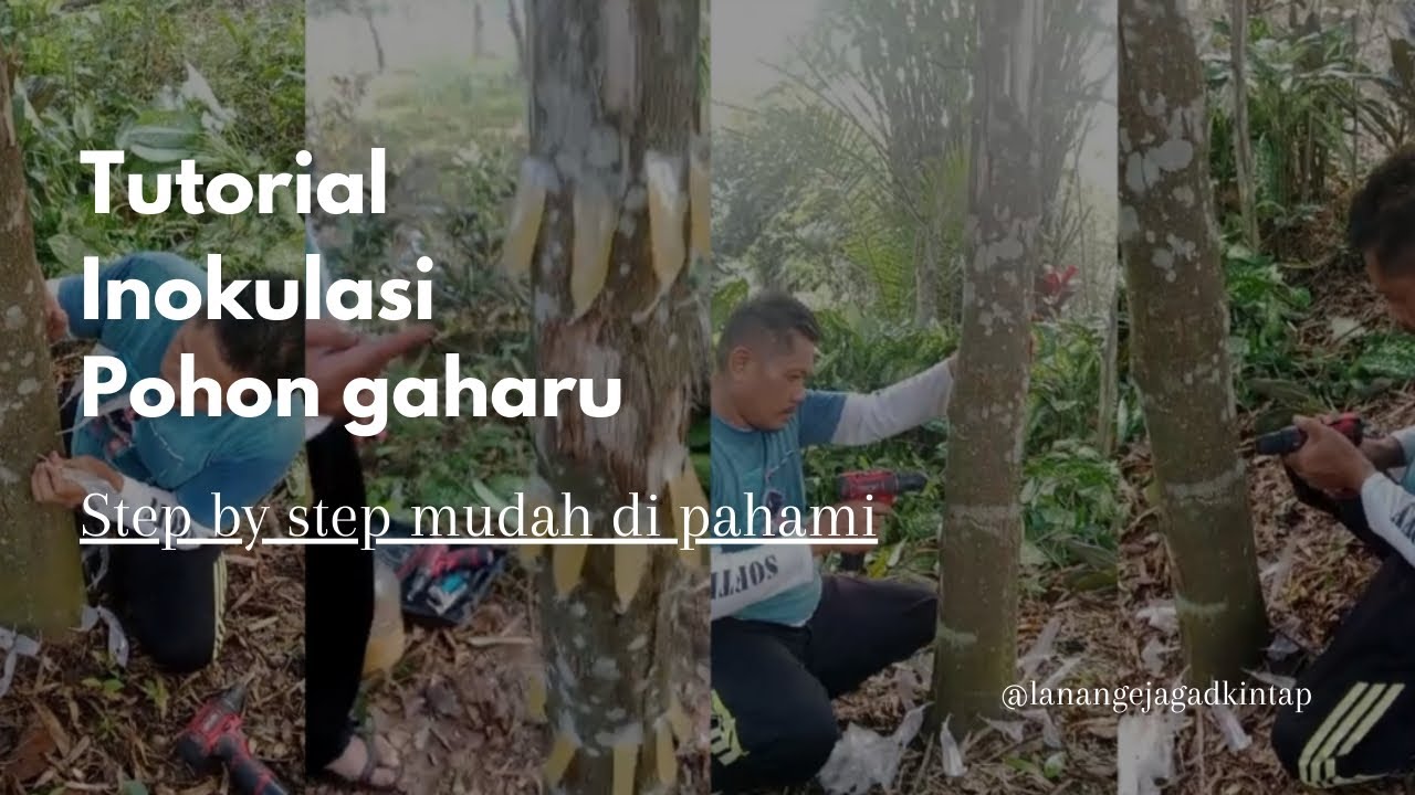 TUTORIAL INOKULASI AGARWOOD | Metode Infus Sistem Sisip