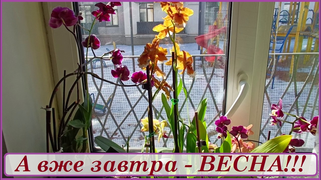 Огляд квітучих орхідей в кінці зими. #оглядорхідей #квітиорхідей