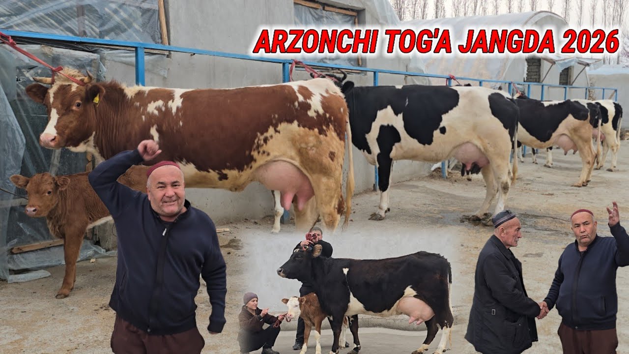 Arzonchi Tog'a Jangda Tayor Ona Bola Sigirlar Narx Tushurish Mana Bunaqa Bo'ladi 