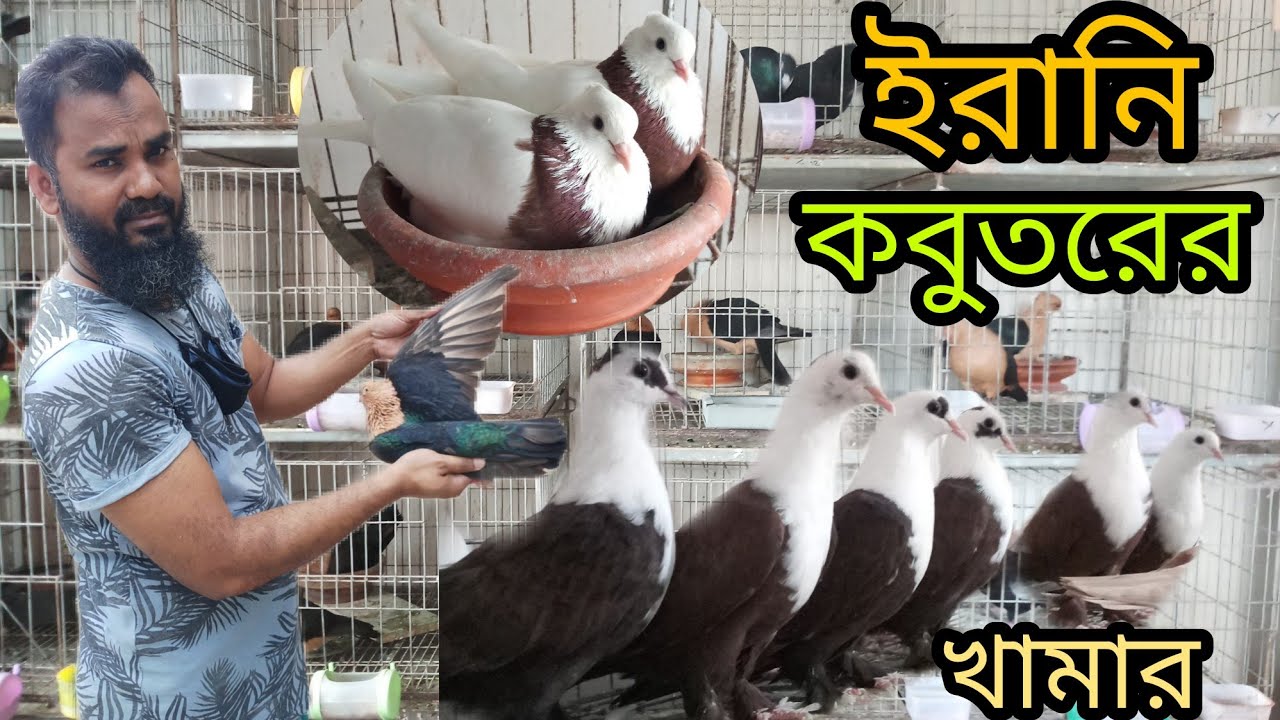 শহিদুল ভাই এর ইরানি কবুতরের খামার। কম দামে ভালো মানের ইরানি কবুতর কিনুন।@MasudTutulVlogs