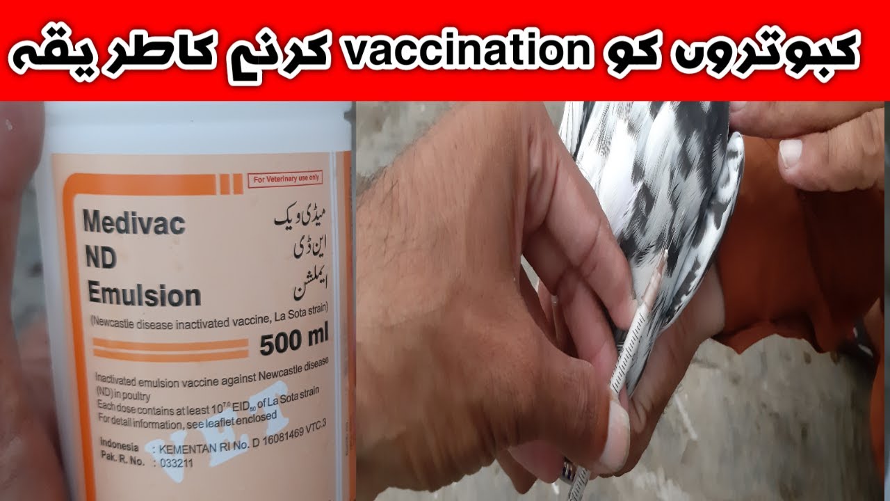 Pigeon kabooter ki vaccination injection lagany ka tarika(urdu/hindi)