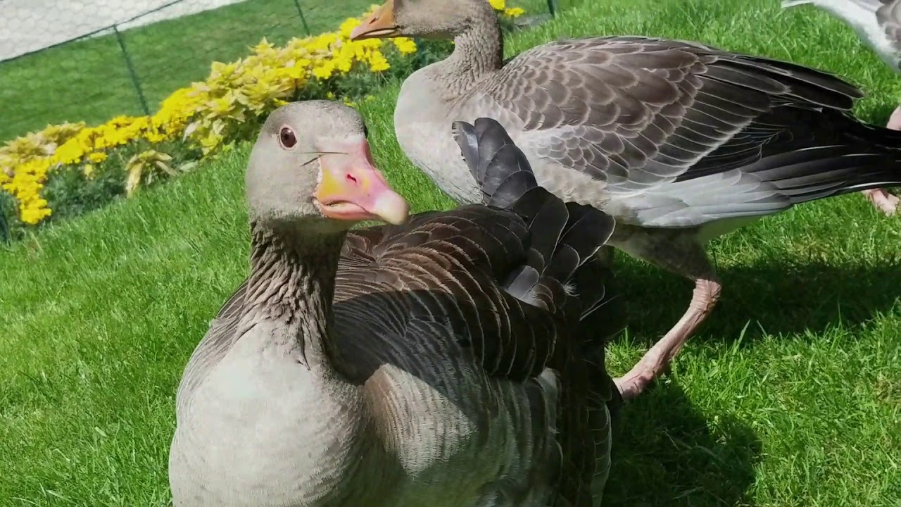 Die&nbsp;Graugans&nbsp;(Anser anser)